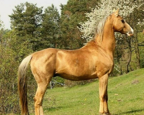 stallion Paidash (Akhal-Teke, 2008, from Atom)