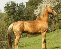 stallion Paidash (Akhal-Teke, 2008, from Atom)