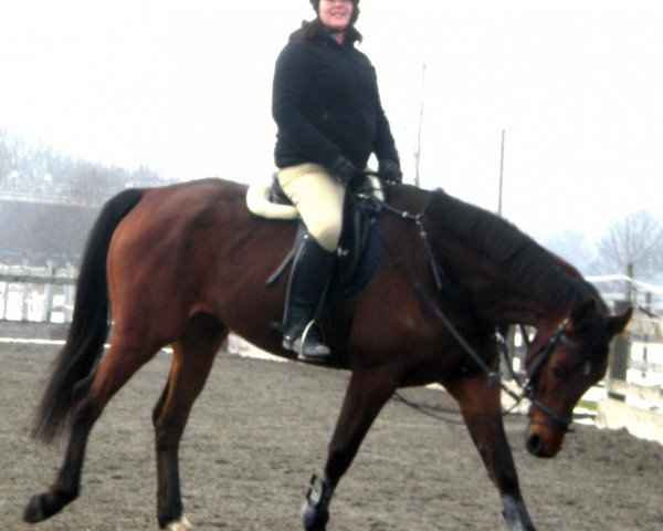 horse Ladjamo (German Warmblood, 2002, from Lanciano)