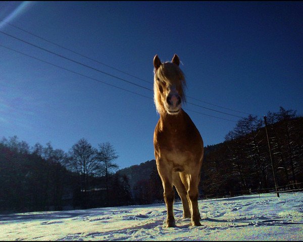 Pferd Snap (Haflinger, 2002, von Stroganoff)