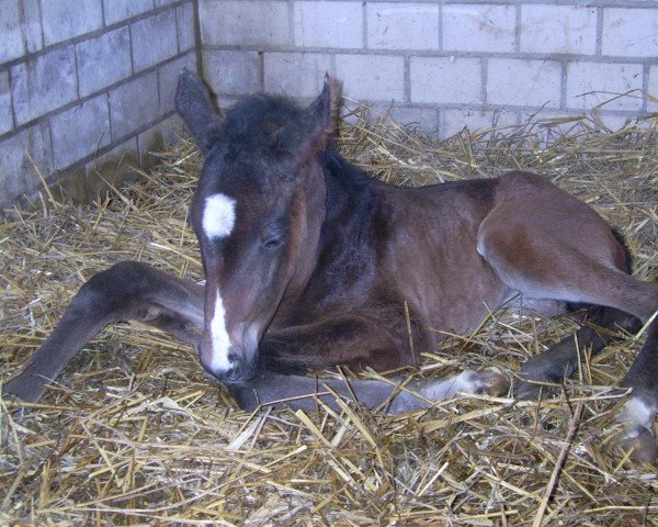 Dressurpferd Rhiannion DK (Westfale, 2008, von Riccio)