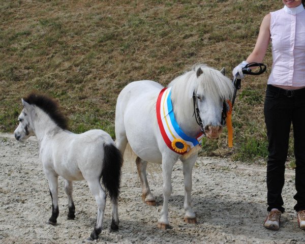 broodmare Moonlight (Dt.Part-bred Shetland pony, 2003, from Maistern - Elite)