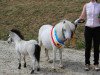 Zuchtstute Moonlight (Dt.Part-bred Shetland Pony, 2003, von Maistern - Elite)