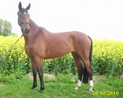 Springpferd Belissima (Westfale, 2004, von Belissimo NRW)