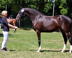 Dressurpferd Gründleinshofs Voilá (Deutsches Reitpony, 2014, von RM V-Power)