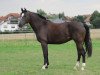 dressage horse Santana Mo (Westphalian, 2007, from Sandro Bedo)