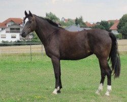 dressage horse Santana Mo (Westphalian, 2007, from Sandro Bedo)