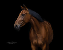 dressage horse Butterblume 12 (Hanoverian, 2015, from Buckingham)