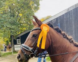 Dressurpferd Stute von First Selection / Dashing Blade xx (Westfale, 2017, von First Selection)