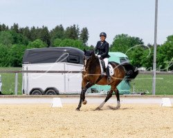 dressage horse Stoneless (German Warmblood, 2008, from Sommerwind)