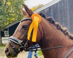 Dressurpferd Dashing Blade (Deutsches Reitpony, 2015, von Del Estero NRW)