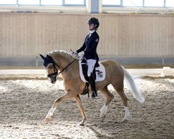 dressage horse Inselhofs Oliver Twist (German Riding Pony, 2014, from Orlando 270)