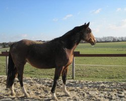 broodmare First Fashion Flower (Westphalian, 1998, from Freudenprinz)