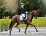 dressage horse Dr. Dee 3 (Westphalian, 2016, from Dimaggio)