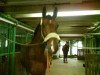 broodmare Laila (Rhinelander, 1999, from Lafontaine)