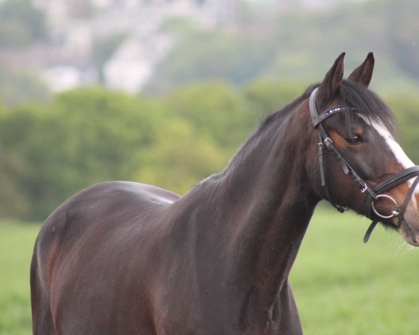 dressage horse Puck 54 (German Riding Pony, 2014)