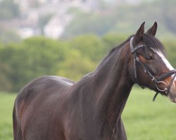 dressage horse Puck 54 (German Riding Pony, 2014)