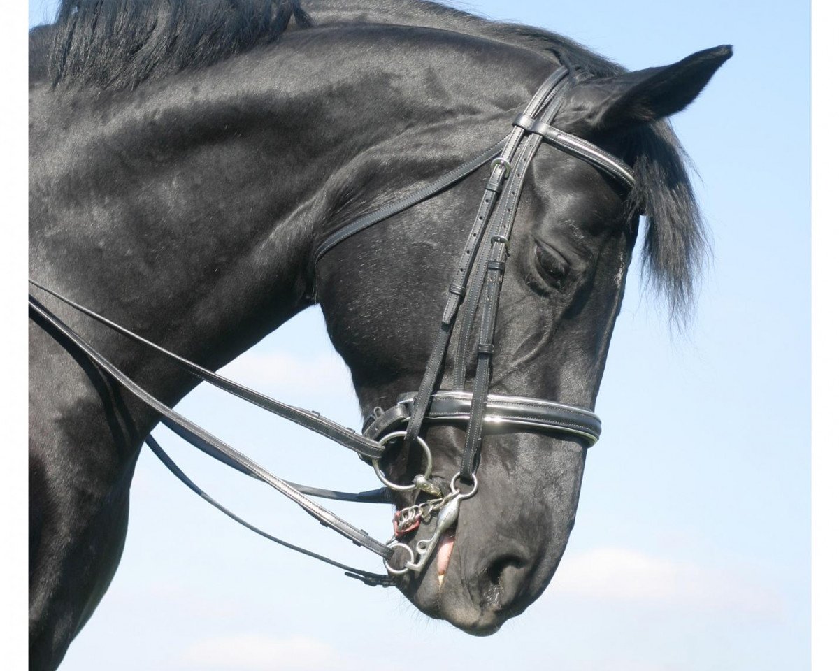 broodmare Walana 3 (Westphalian, 1996, from Weltrat)
