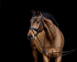 dressage horse Famous Dancer 3 (Oldenburg, 2018, from Tannenhof's Fahrenheit)