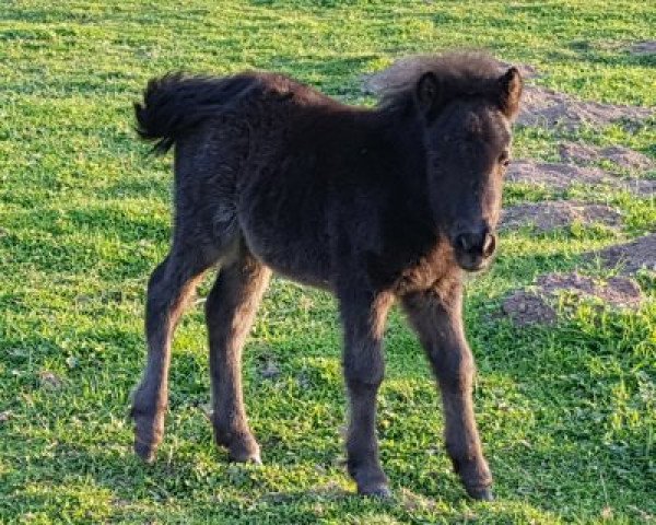 horse Oki vom Körler Berg (Shetland Pony, 2017, from Narwin v. h.Veen)