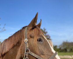 broodmare Die Lillifee (Württemberger, 2014, from Dancier)