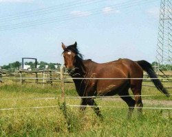 horse Tantor (Trakehner, 2002, from Sonnenstrahl 3417)