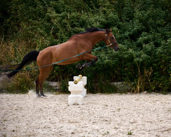Springpferd HSB Calypso (Irish Sport Horse, 2012, von Cabriole)