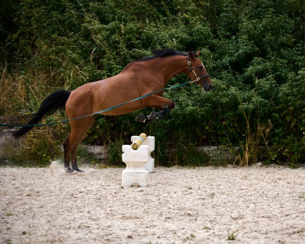 jumper HSB Calypso (Irish Sport Horse, 2012, from Cabriole)