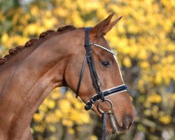 dressage horse Glory Gold (Hanoverian, 2018, from Governor-Str)