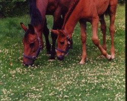 broodmare Messalina (Holsteiner, 1975, from Raimond)