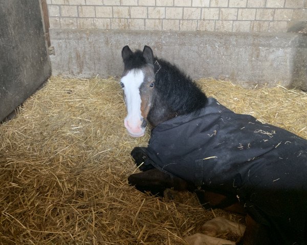 Pferd Charlie Van De Ziekewei (Welsh Pony (Sek.B), 1998)