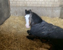 Pferd Charlie Van De Ziekewei (Welsh Pony (Sek.B), 1998)