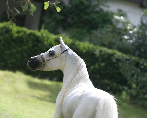 stallion Grosshill ek creation genesis (American Miniature Horse,  , from NFC Egyptian Kings Creation)