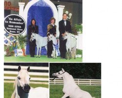 stallion NFC Egyptian Kings Creation (American Miniature Horse, 1990, from Hemlock Brooks Egyptian King)