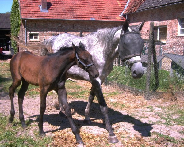 broodmare Online V (Holsteiner, 1999, from Carbano)