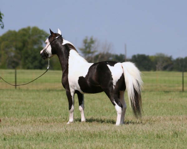 stallion Glory Be Farm Legacys Magicmischief (American Miniature Horse, 1997, from Bond Galahad's Legacy)