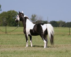 Deckhengst Glory Be Farm Legacys Magicmischief (American Miniature Horse, 1997, von Bond Galahad's Legacy)