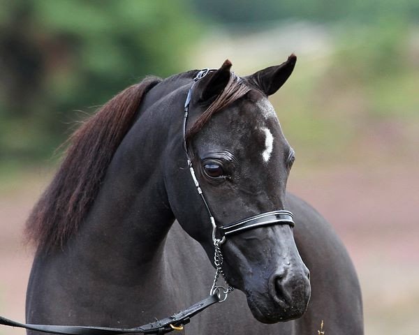 Zuchtstute Moritzbergs Magical Miss (American Miniature Horse,  )