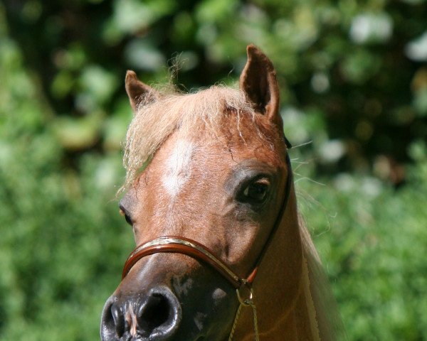 broodmare Moritzbergs Miss Germany (American Miniature Horse,  )