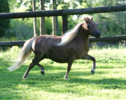 Pferd J&S Estates Missy (American Miniature Horse,  )