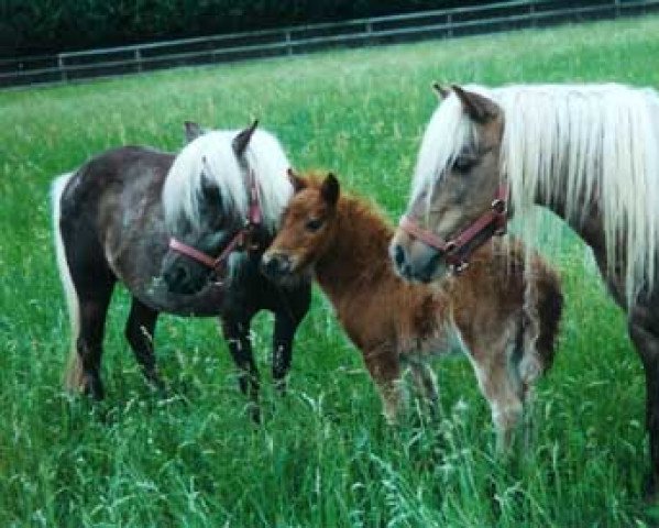 broodmare Rosemary v. Heidehof (Dt.Part-bred Shetland pony,  , from Hengst von Birko)