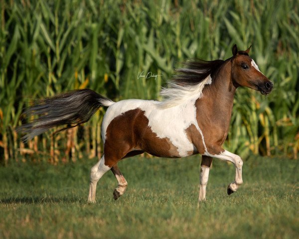 Zuchtstute Moritzbergs Romance Escada (American Miniature Horse,  , von Abria's Reigning Rodan)