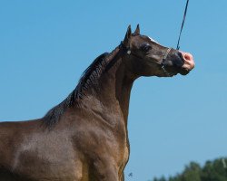 Zuchtstute Modern Candyman Starlet (American Miniature Horse,  )