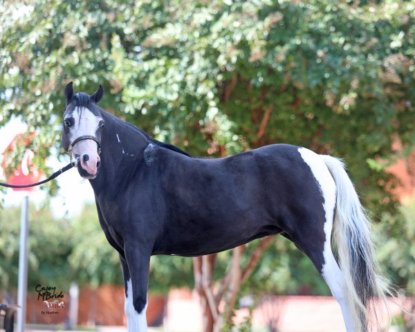 broodmare Ten L SAY IT AGAIN (American Miniature Horse, 2006)