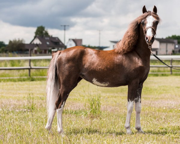 Zuchtstute Rock E Prada by K&K (American Classic Shetl. Pony,  , von Wallstreet Heads Up Phantom)