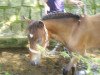 Springpferd Twix (Deutsches Reitpony, 2002, von Top Nonstop)