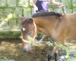 dressage horse Twix (Deutsches Reitpony, 2002, from Top Nonstop)