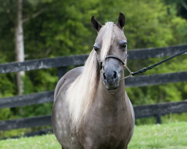 broodmare Ravenwood Sids Grand Finale (American Miniature Horse,  , from Sids Rebel)