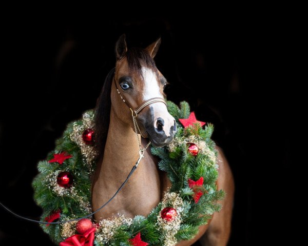 Zuchtstute Moritzbergs Masters Chanel (American Miniature Horse,  , von Marystown Charmers Masterpiece)