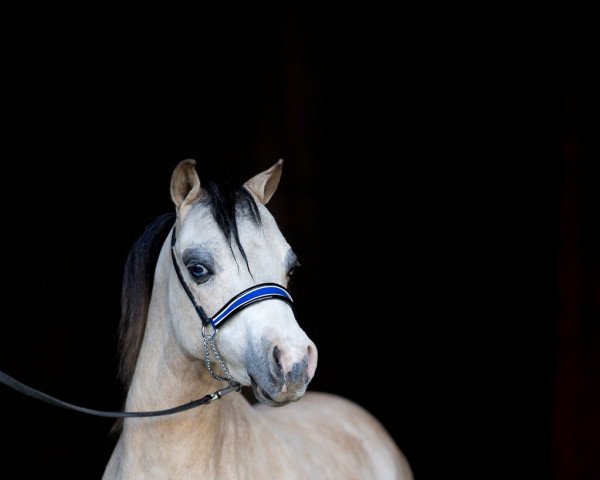 stallion Marystown Charmers Masterpiece (American Miniature Horse,  )